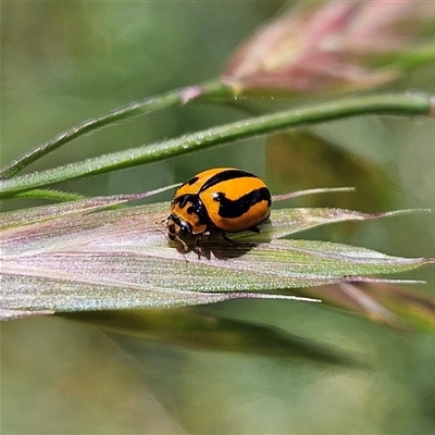 Micraspis frenata (Striped Ladybird) at Braidwood, NSW - 1 Nov 2025 by MatthewFrawley