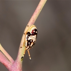 Anischys luteovarius (A shield bug) at Bruce, ACT - 31 Oct 2025 by AlisonMilton