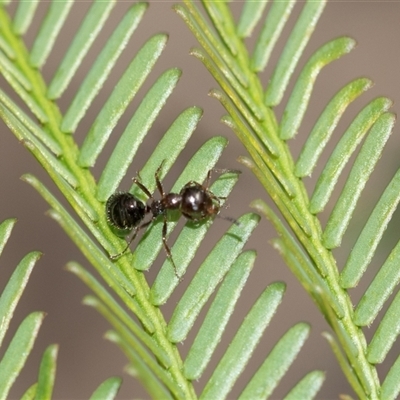 Formicidae (family) (Unidentified ant) at Bruce, ACT - 31 Oct 2025 by AlisonMilton