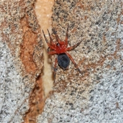 Nicodamidae (family) (Red and Black Spider) at Bruce, ACT - 31 Oct 2025 by AlisonMilton