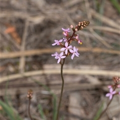 Stylidium graminifolium (grass triggerplant) at Bruce, ACT - 31 Oct 2025 by AlisonMilton