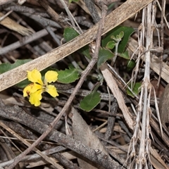 Goodenia hederacea subsp. hederacea (Ivy Goodenia, Forest Goodenia) at Bruce, ACT - 31 Oct 2025 by AlisonMilton