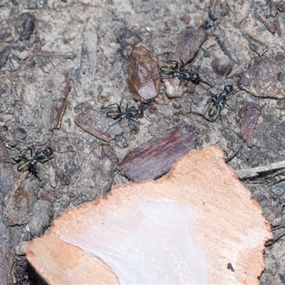 Camponotus aeneopilosus (A Golden-tailed sugar ant) at Bruce, ACT - 31 Oct 2025 by AlisonMilton