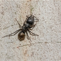 Camponotus aeneopilosus (A Golden-tailed sugar ant) at Bruce, ACT - 31 Oct 2025 by AlisonMilton