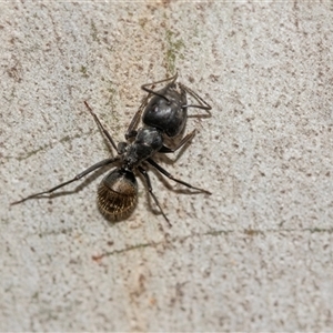 Camponotus aeneopilosus (A Golden-tailed sugar ant) at Bruce, ACT - 31 Oct 2025 by AlisonMilton