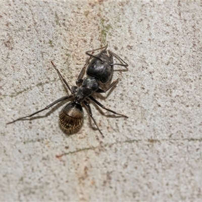 Camponotus aeneopilosus (A Golden-tailed sugar ant) at Bruce, ACT - 31 Oct 2025 by AlisonMilton
