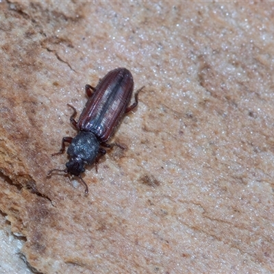 Ascetoderes vittatus (Teredid beetle) at Bruce, ACT - 31 Oct 2025 by AlisonMilton