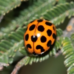 Harmonia conformis (Common Spotted Ladybird) at Belconnen, ACT - 1 Nov 2025 by AlisonMilton