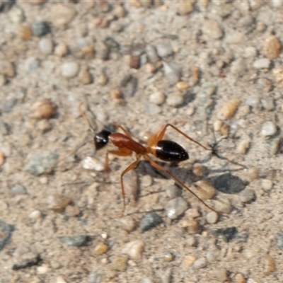 Camponotus consobrinus (Banded sugar ant) at Belconnen, ACT - 1 Nov 2025 by AlisonMilton