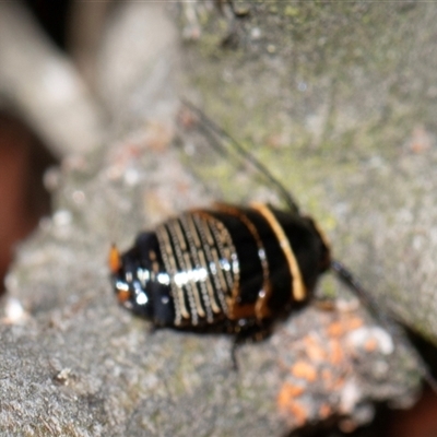 Ellipsidion australe (Austral Ellipsidion cockroach) at Scullin, ACT - 1 Nov 2025 by AlisonMilton