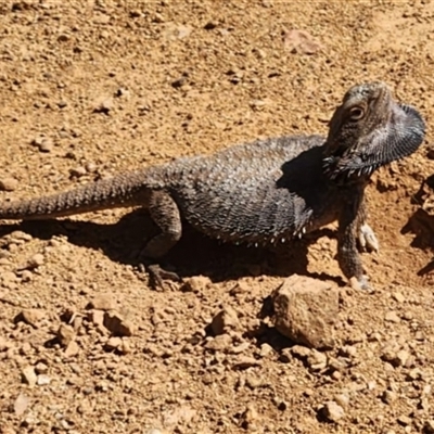 Pogona barbata (Eastern Bearded Dragon) at Campbell, ACT - 1 Nov 2025 by Stepho