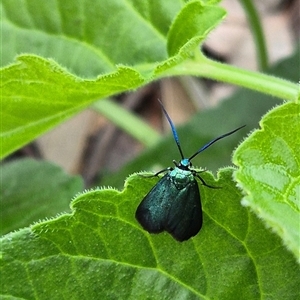 Pollanisus (genus) (A Forester Moth) at Campbell, ACT - 31 Oct 2025 by Stepho