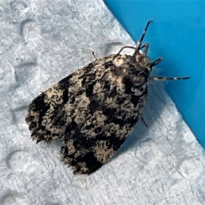 Barea (genus) at Higgins, ACT - 31 Oct 2025 by Jennybach