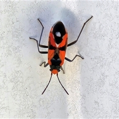 Melanerythrus mactans (A seed bug) at Hawker, ACT - 1 Nov 2025 by sangio7