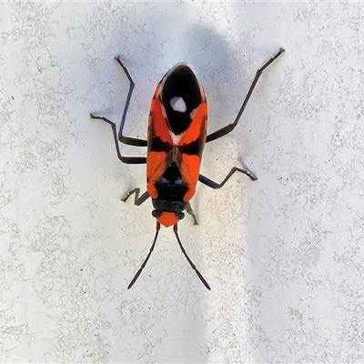 Melanerythrus mactans (A seed bug) at Hawker, ACT - 1 Nov 2025 by sangio7