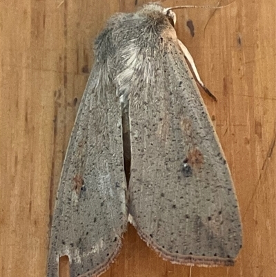 Mythimna (Pseudaletia) convecta (Common Armyworm) at Higgins, ACT - 31 Oct 2025 by Jennybach