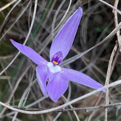 Glossodia major (Wax Lip Orchid) at Aranda, ACT - 31 Oct 2025 by Jennybach