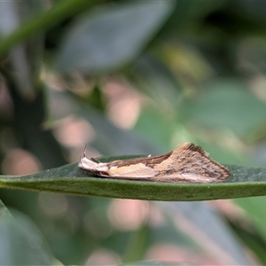 Thema macroscia (A Concealer moth (Chezala group) at Franklin, ACT - 31 Oct 2025 by chriselidie