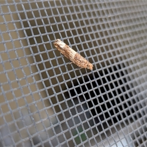Crocidosema plebejana (Cotton Tipworm Moth) at Franklin, ACT - 1 Nov 2025 by chriselidie