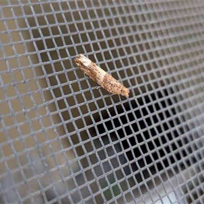 Crocidosema plebejana (Cotton Tipworm Moth) at Franklin, ACT - 1 Nov 2025 by chriselidie
