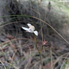 Caladenia moschata (Musky Caps) at Hackett, ACT - 1 Nov 2025 by WalterEgo