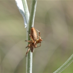 Unverified Spider at Lyons, ACT - 1 Nov 2025 by ran452