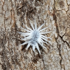 Coccinellidae sp01 (Unidentified Waxy Ladybird Larvae) at Parkes, ACT - 1 Nov 2025 by AlisonMilton