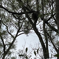 Phascolarctos cinereus (Koala) at Laguna, NSW - 1 Nov 2025 by perronstreefrog