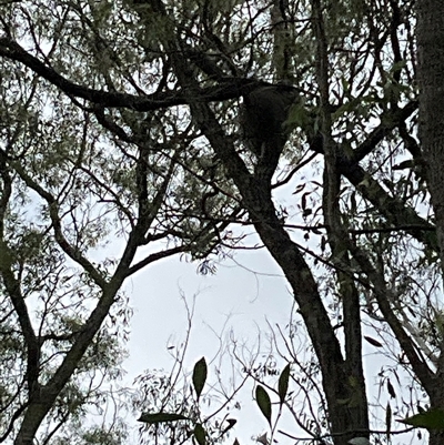 Phascolarctos cinereus (Koala) at Laguna, NSW - 1 Nov 2025 by perronstreefrog