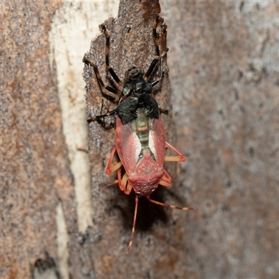 Diemenia rubromarginata (Pink-margined bug) at Parkes, ACT - 1 Nov 2025 by AlisonMilton