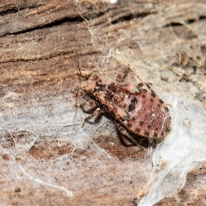 Diemenia rubromarginata at Parkes, ACT - 1 Nov 2025 by AlisonMilton