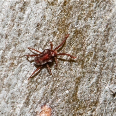 Unverified Mite and Tick (Acarina) at Parkes, ACT - 1 Nov 2025 by AlisonMilton