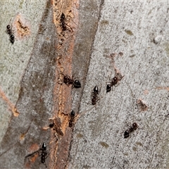 Crematogaster sp. (genus) (Acrobat ant, Cocktail ant) at Parkes, ACT - 1 Nov 2025 by AlisonMilton