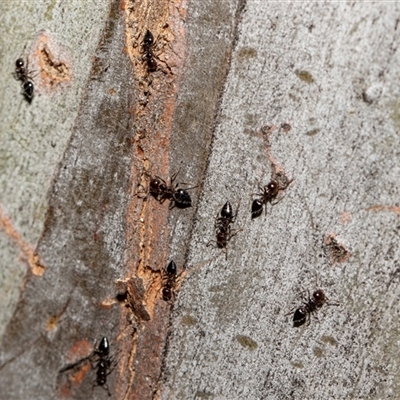 Crematogaster sp. (genus) (Acrobat ant, Cocktail ant) at Parkes, ACT - 1 Nov 2025 by AlisonMilton