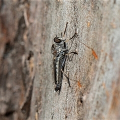 Cerdistus sp. (genus) (Slender Robber Fly) at Parkes, ACT - 1 Nov 2025 by AlisonMilton