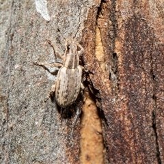 Naupactus leucoloma (White-fringed weevil) at Parkes, ACT - 1 Nov 2025 by AlisonMilton