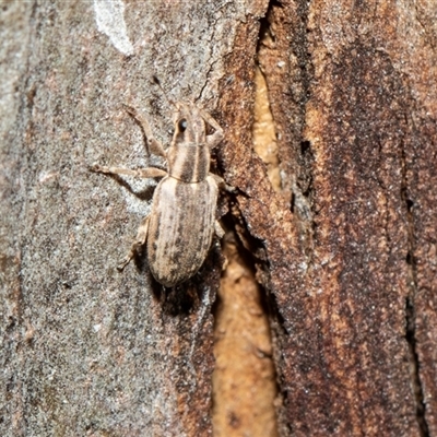 Naupactus leucoloma (White-fringed weevil) at Parkes, ACT - 1 Nov 2025 by AlisonMilton