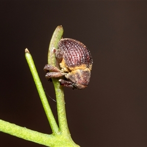 Haplonyx (genus) at Parkes, ACT - Today by AlisonMilton