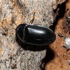 Pterohelaeus planus at Parkes, ACT - 1 Nov 2025 by AlisonMilton