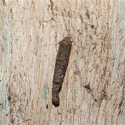 Conoeca or Lepidoscia (genera) IMMATURE (Unidentified Cone Case Moth larva, pupa, or case) at Parkes, ACT - 1 Nov 2025 by AlisonMilton