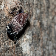 Platybrachys decemmacula (Green-faced gum hopper) at Parkes, ACT - 1 Nov 2025 by AlisonMilton