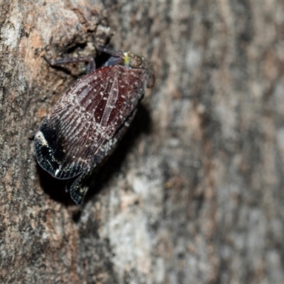Platybrachys decemmacula (Green-faced gum hopper) at Parkes, ACT - 1 Nov 2025 by AlisonMilton