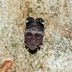 Platybrachys decemmacula (Green-faced gum hopper) at Parkes, ACT - 1 Nov 2025 by AlisonMilton