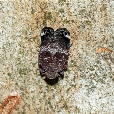 Platybrachys decemmacula (Green-faced gum hopper) at Parkes, ACT - 1 Nov 2025 by AlisonMilton