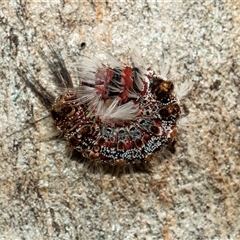 Euproctis baliolalis (Browntail Gum Moth) at Parkes, ACT - 1 Nov 2025 by AlisonMilton