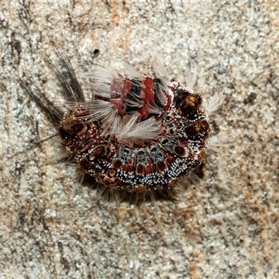 Euproctis baliolalis (Browntail Gum Moth) at Parkes, ACT - 1 Nov 2025 by AlisonMilton