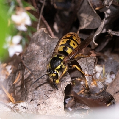 Vespula germanica (European Wasp, German Yellowjacket Wasp) at Parkes, ACT - 1 Nov 2025 by AlisonMilton
