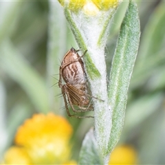 Oxyopes (genus) at Parkes, ACT - 1 Nov 2025 by AlisonMilton