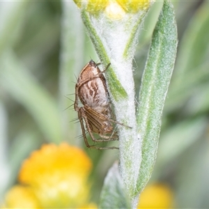 Oxyopes (genus) at Parkes, ACT - Today by AlisonMilton