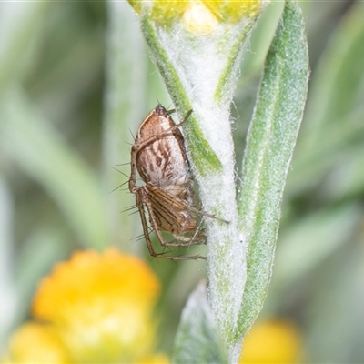 Oxyopes (genus) at Parkes, ACT - 1 Nov 2025 by AlisonMilton